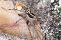 Pardosa_monticola_D2937_Z_92_NP De Hoge Veluwe_Nederland